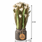 Serene Blooms - Dry  white Rose floral arrangement in ceramic pot